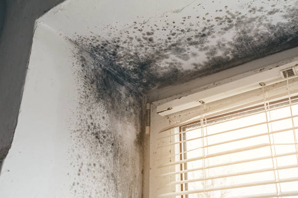 Affordable Attic Mold Remediation solutions in Partlow, VA